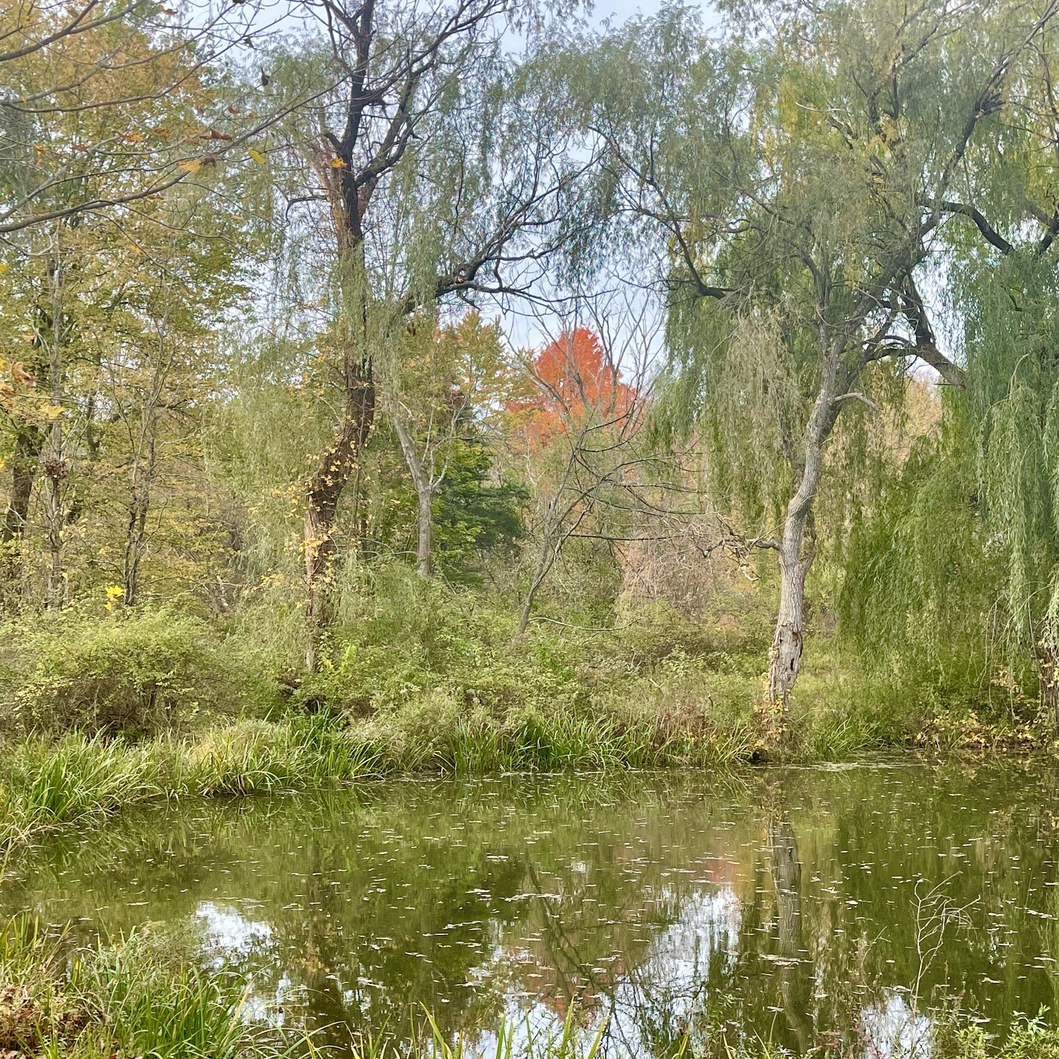 The willow pond at Lady B Willow Brook Farm in autumn